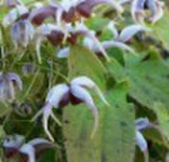 Epimedium Extract