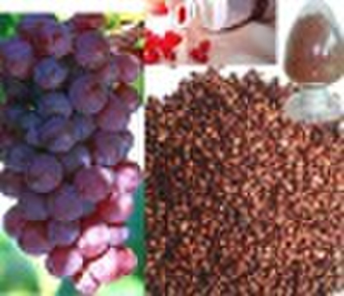 Grape Seed Extract Powder