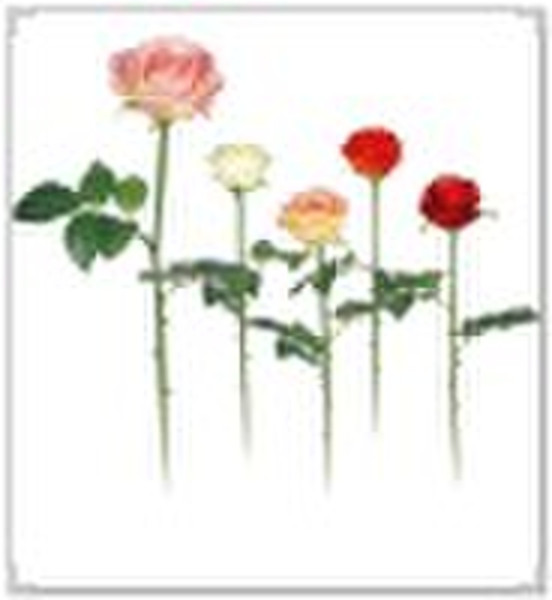 artificial england rose flower (69cm tall)