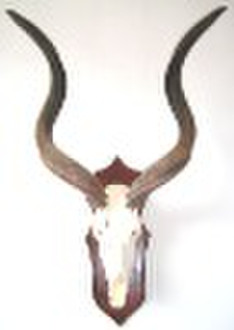 Skull Skeleton--Antelope horn