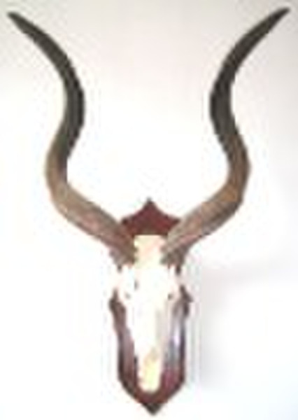 Skull Skeleton--Antelope horn
