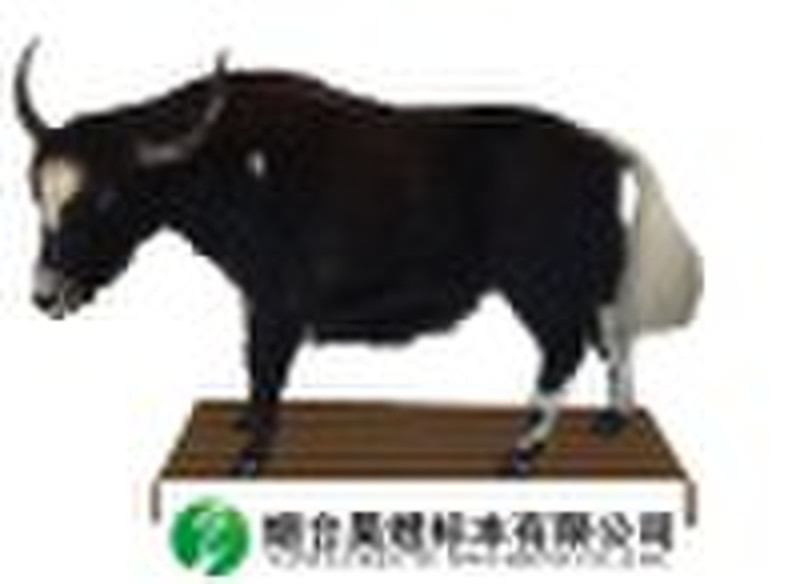 Animal specimen--Yak specimen