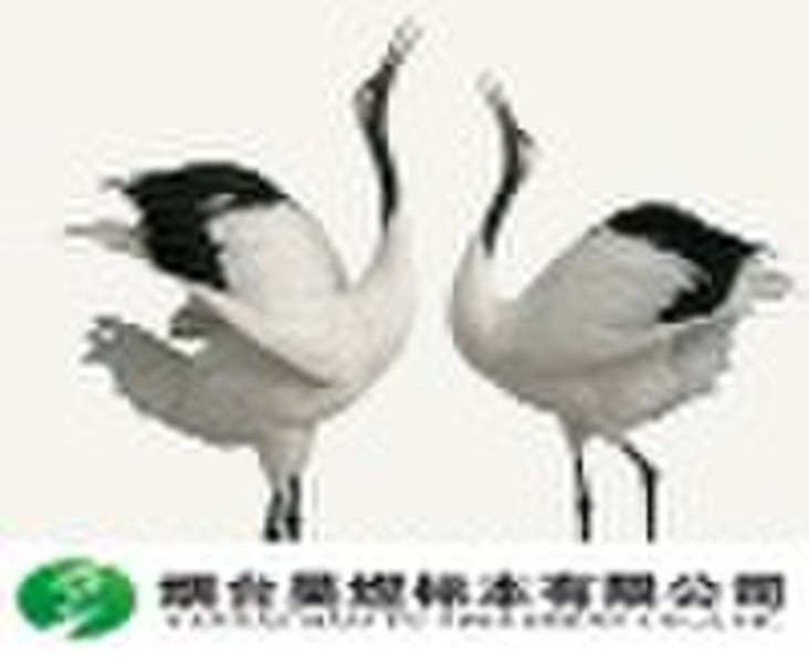 Bird specimen--Red-crowned Crane