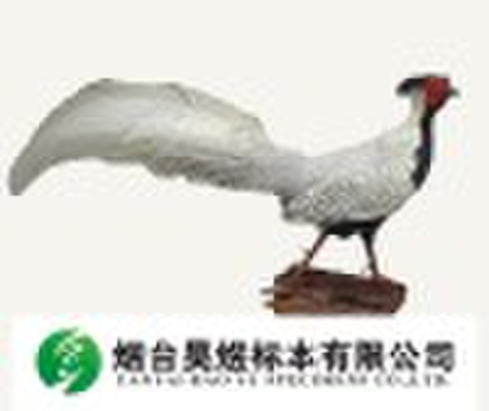 Bird specimen--Silver pheasant
