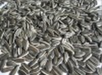 American type sunflower seed  8089