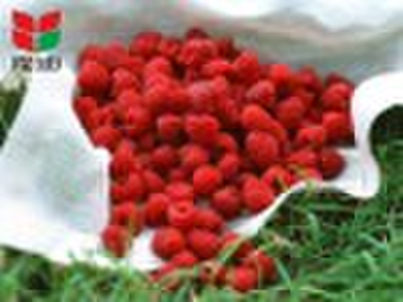 IQF Raspberry Tolameen, frisch im Jahr 2010 geerntet