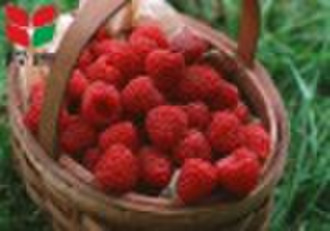 IQF raspberry (harvested in 2010,HACCP/ISO22000)
