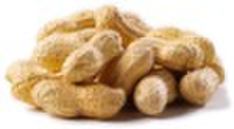 2010 New Crop Chinese Peanut in Shell