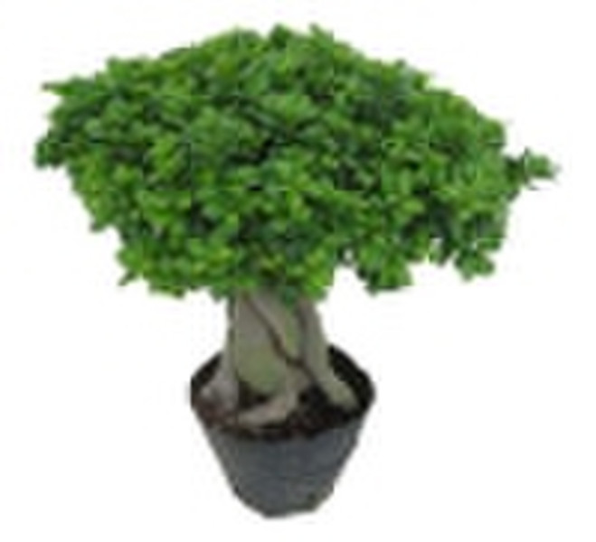 Ficus Microcarpa