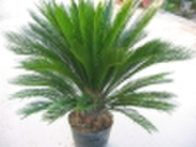 Cycas Revoluta