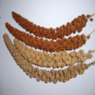 Chinese Yellow and Red Millet Sprays