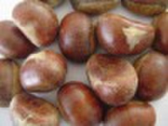 Fresh Chestnuts