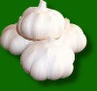 White Garlic