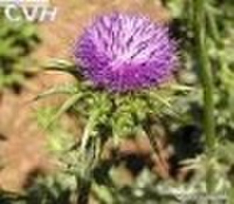 Milk Thistle Extract