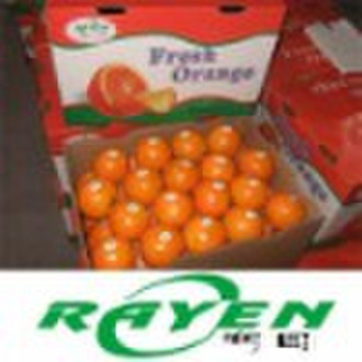 Sweet and juicy Navel Orange and Valencia Orange