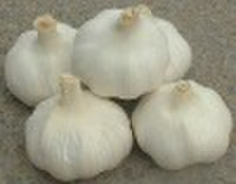 garlic