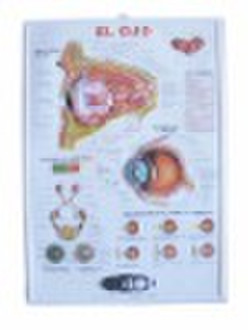 анатомические картинки / 3D медицинский / 3D постер / плакат