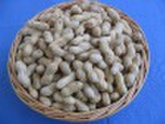 2010 new crop Chinese peanut In shell