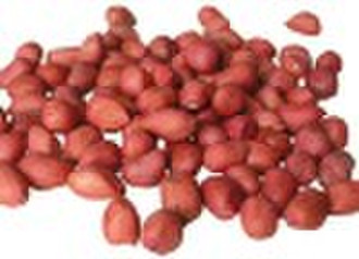 red skin peanut kernels 50/60, 70/80;hsuji peanut