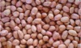 chinese peanut kernels hsuji 50/60