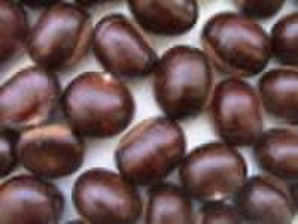 chestnut