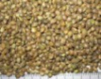 Chinese Hemp Seeds