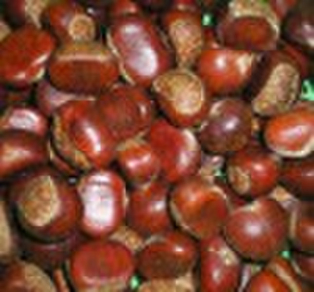 2010 new crop Chestnut