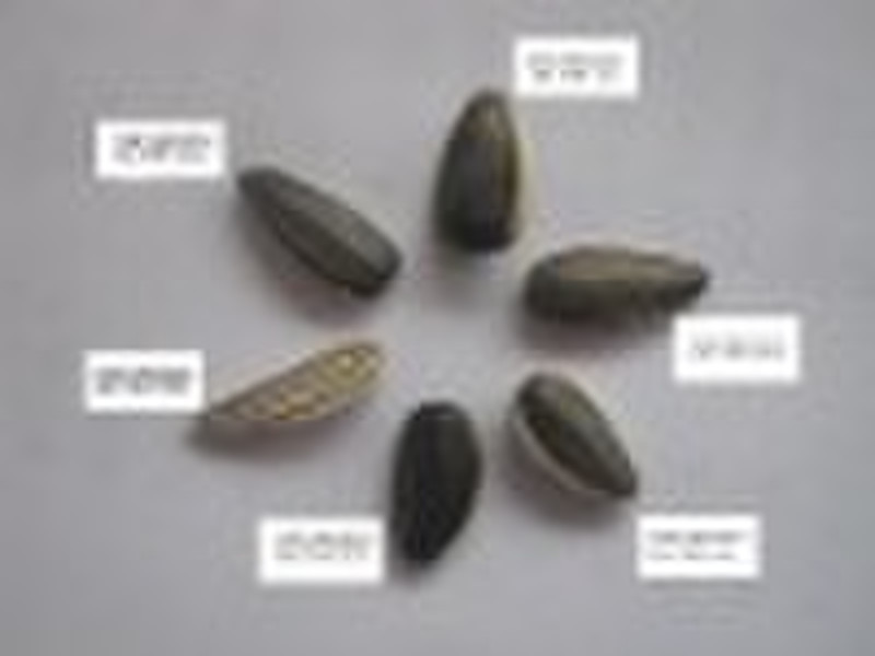 Sunflowerseeds美国的类型5009/6009/909/5135/118