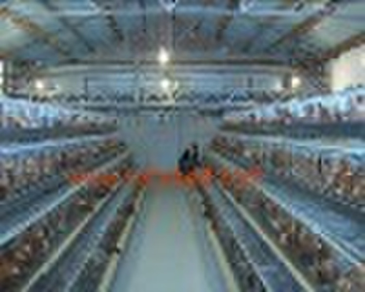 layer chicken cages