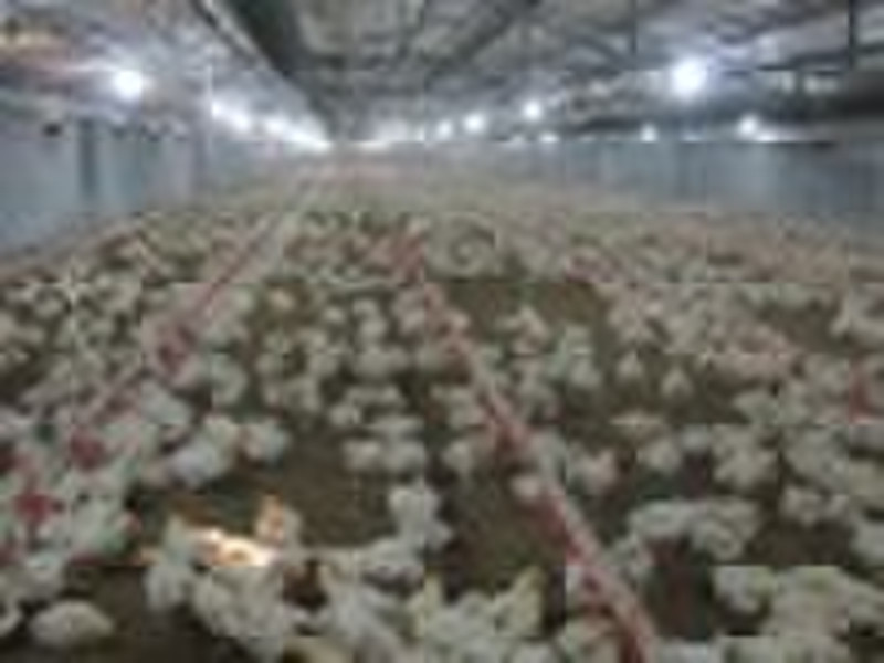 Automatic poultry equipment