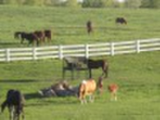 horse hay feeder