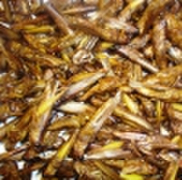 dried grasshoppers small