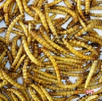 dried superworms