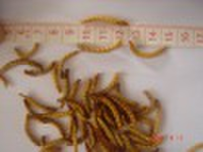 Microwave dried mealworms MLW019