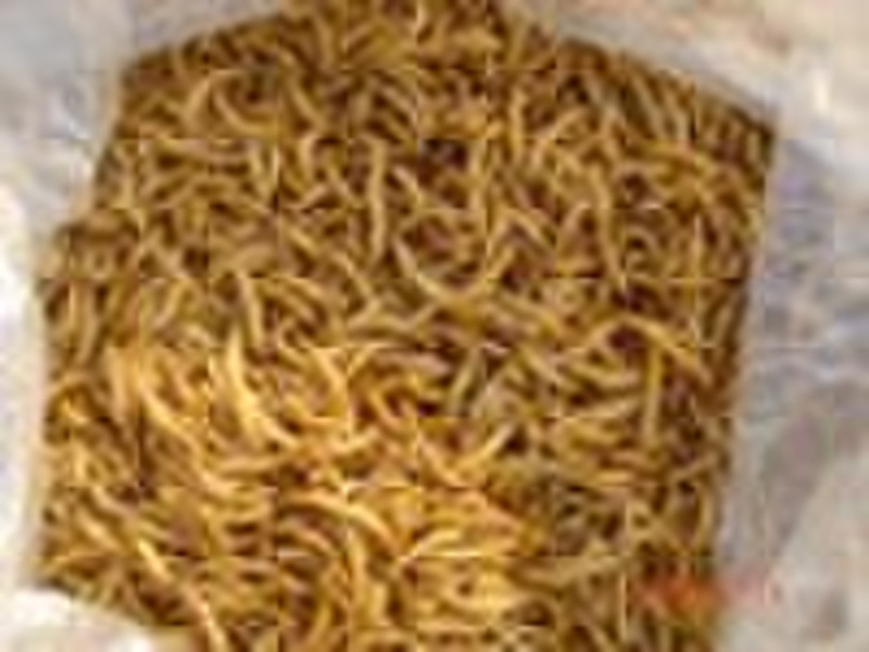 Bird food yellow mealworms of MLW026