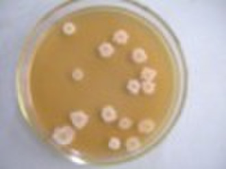 Bacillus эхиноцереус