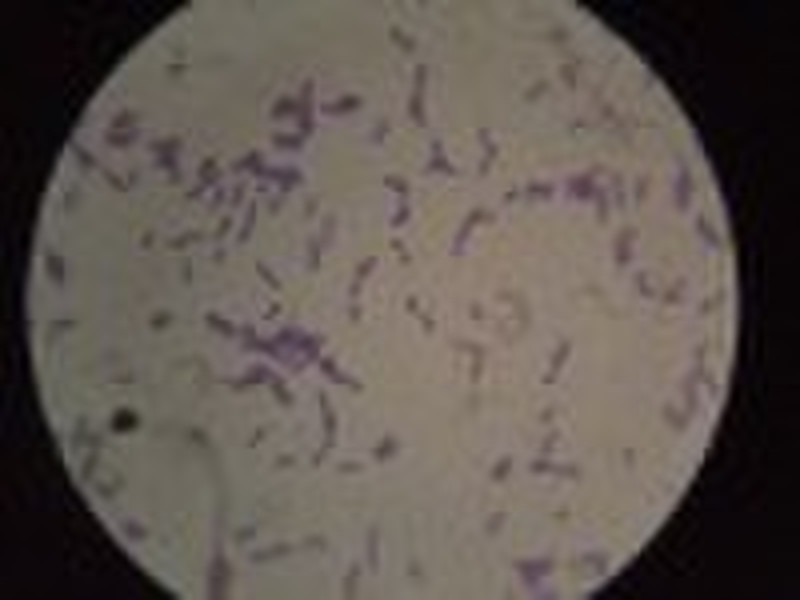 Bacillus mucilaginosus