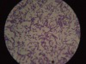 Bacillus Natto