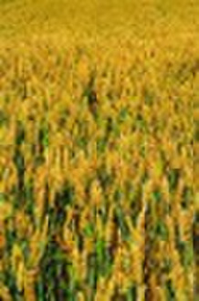 小麦的蛋白质粉