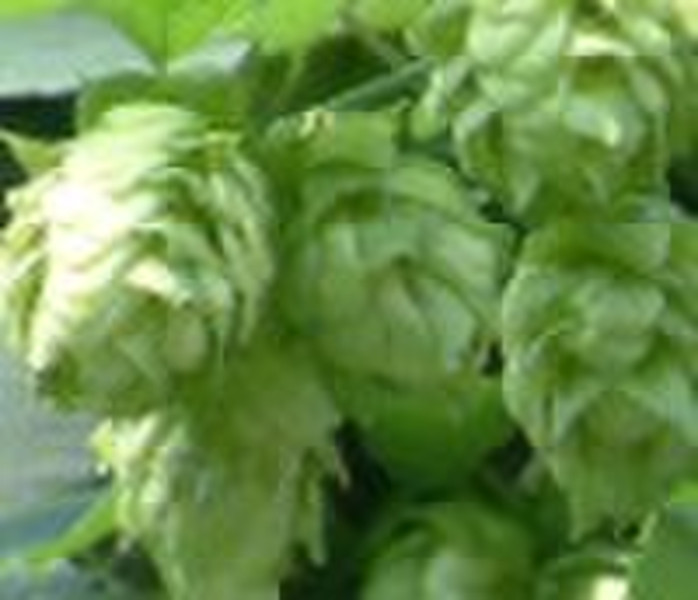 hops extract