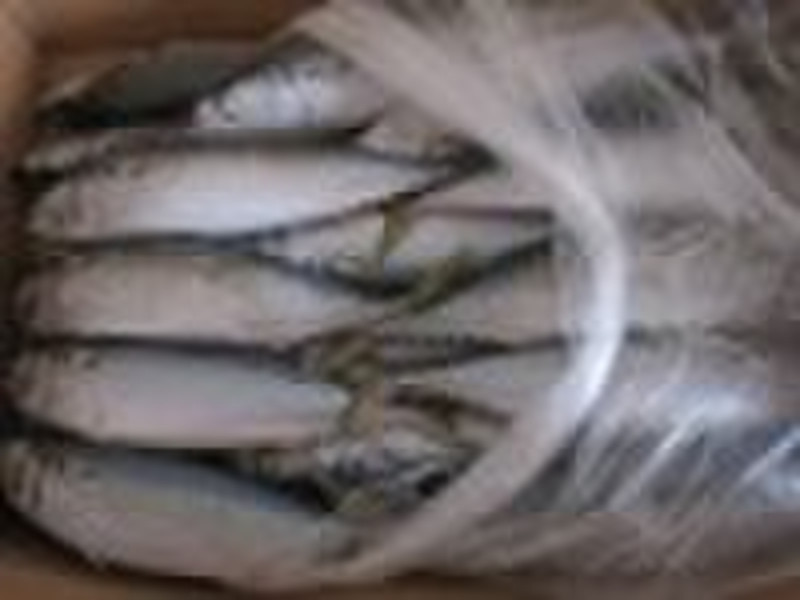 frozen mackerel (size:300-500)