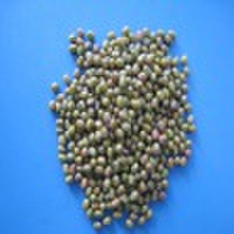 green mung bean