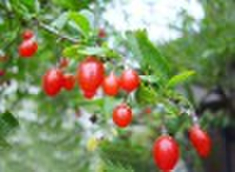 goji berry