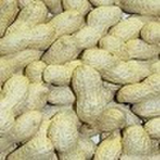 Chinese Peanut Peanuts In Shell