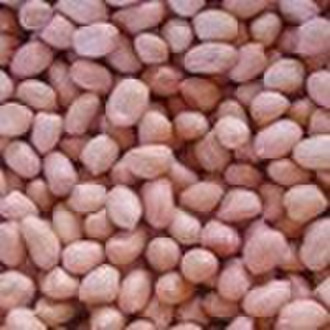 Chinese Peanut Kernels, Round Type