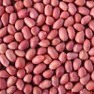 Chinese Peanut Kernels, Red Skin