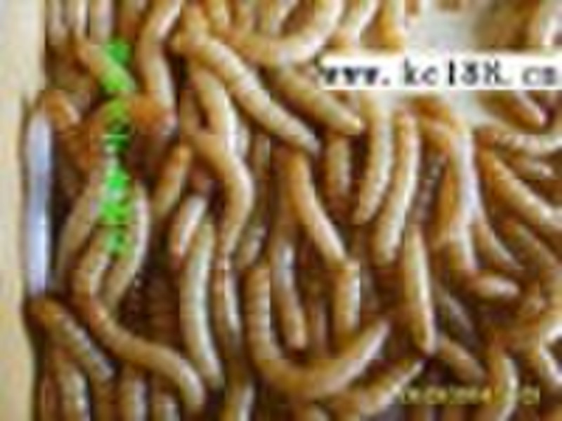 Live Mealworm