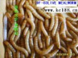 Pet food (Mealworm)