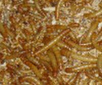 DRIED MEALWORMS