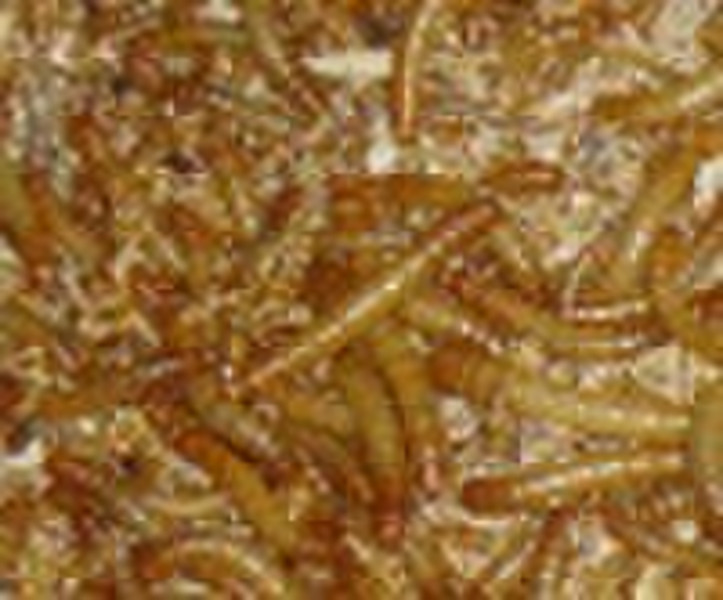 DRIED MEALWORMS